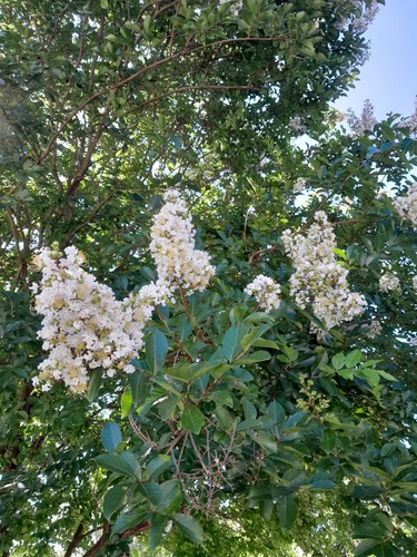 White crape myrtle tree - white,