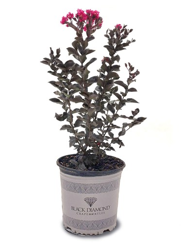 Crape myrtle tree 3 gallon - crape, 3-gallon