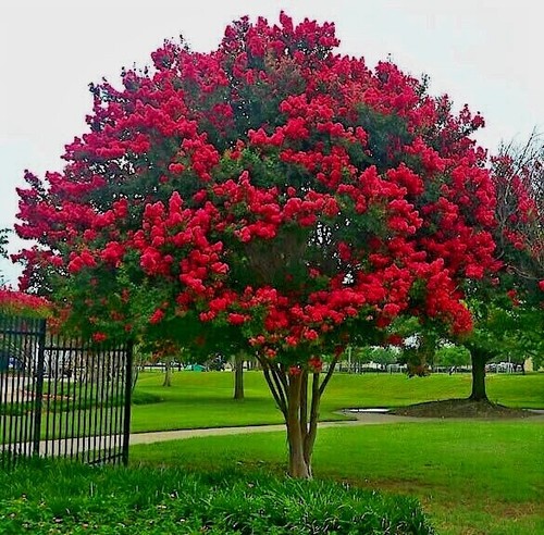 Crape myrtle tree - tree, crepe