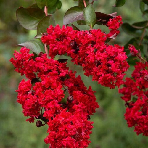 Dynamite crape myrtle - dynamite, 3-4’