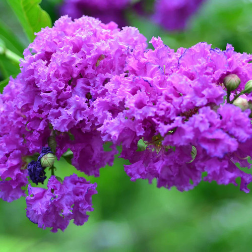 Purple crape myrtle 18 - crape, 12-18"