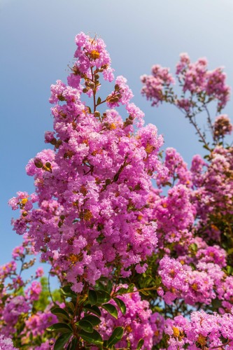 Light pink crepe myrtle - light,