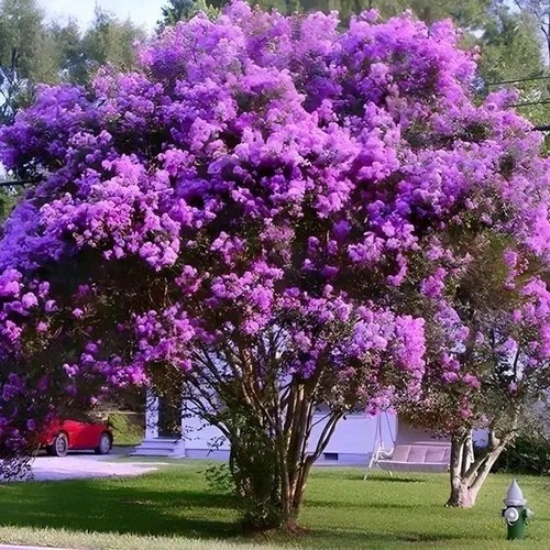 Purple crape myrtle - tree, /