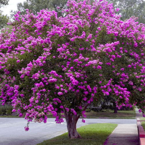 Twilight crape myrtle sunset - myrtle:,